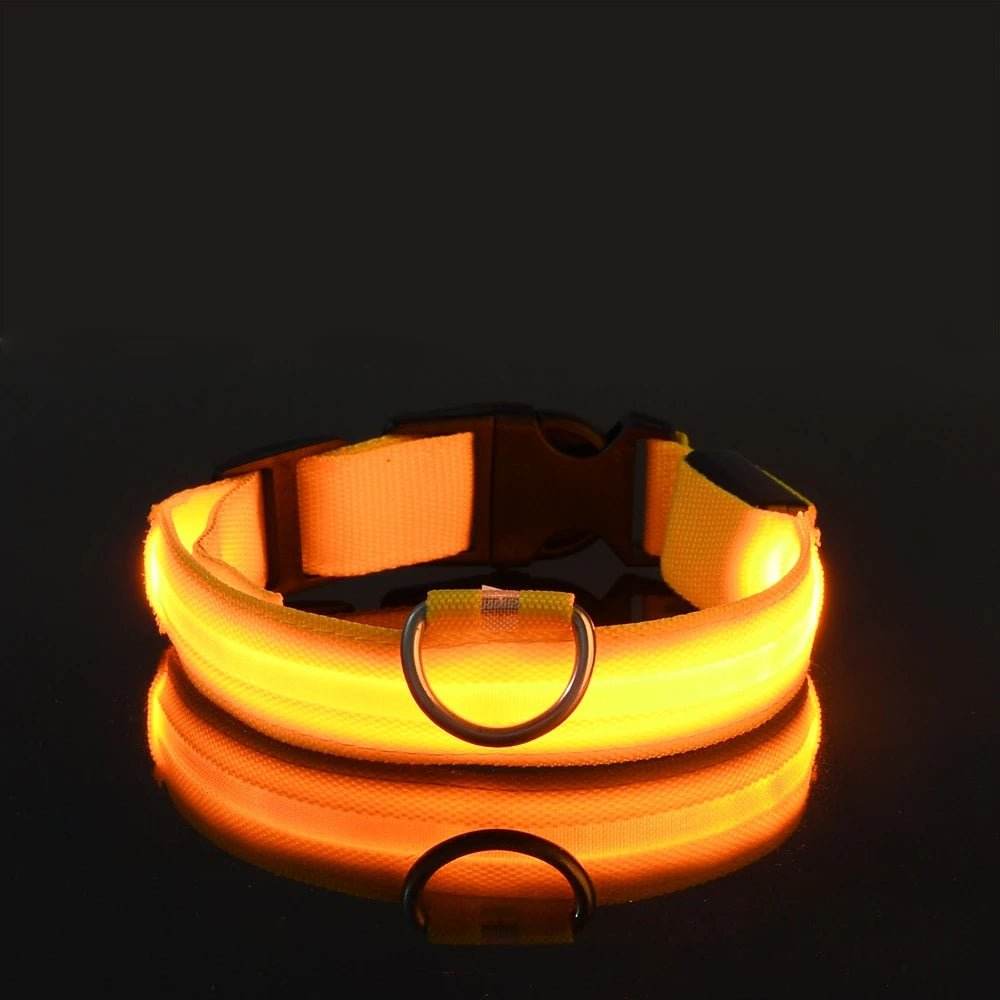 Collier lumineux pour chien | Ticoucol™ - Je Promène Mon Chien