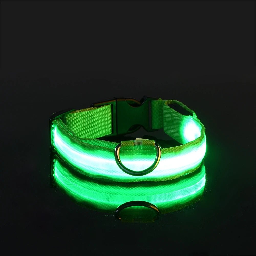 Collier lumineux pour chien | Ticoucol™ - Je Promène Mon Chien