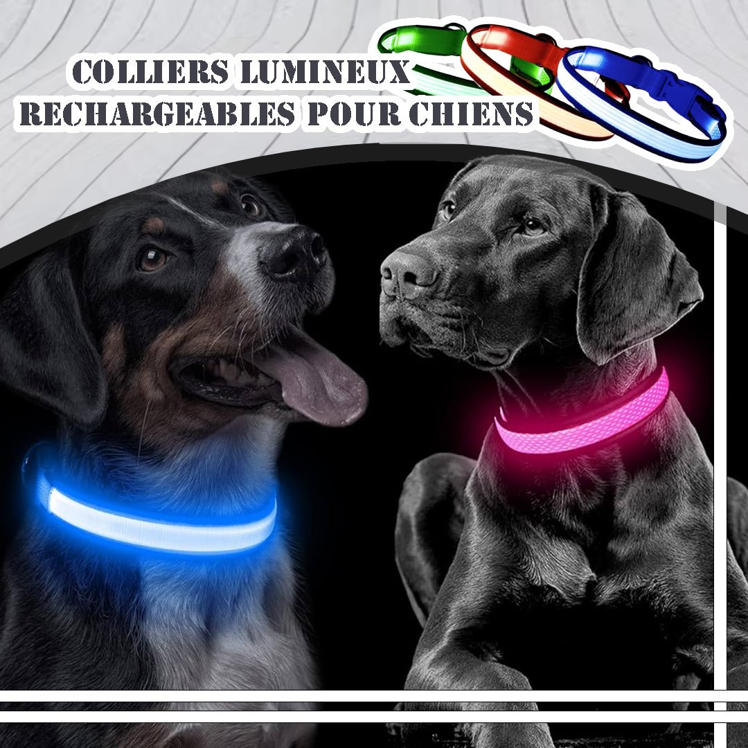 Collier lumineux pour chien | Ticoucol™ - Je Promène Mon Chien