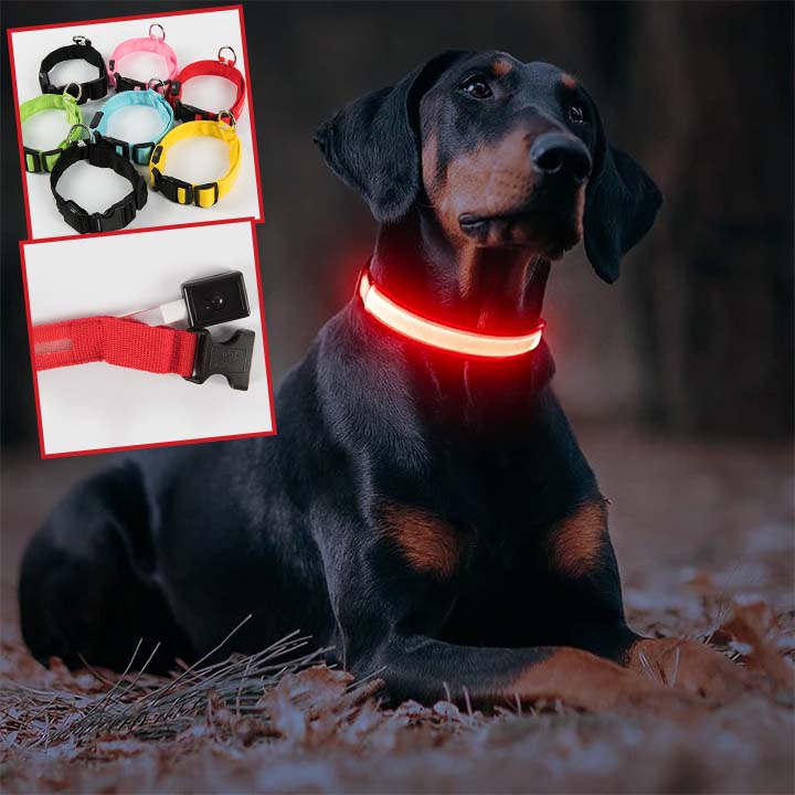 Collier lumineux pour chien | Ticoucol™ - Je Promène Mon Chien