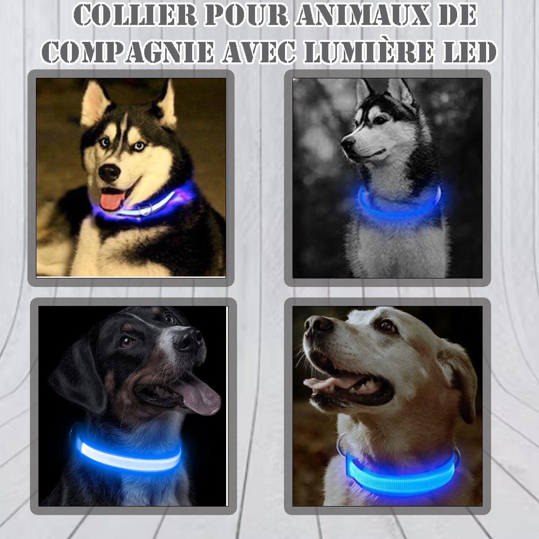 Collier lumineux pour chien | Ticoucol™ - Je Promène Mon Chien