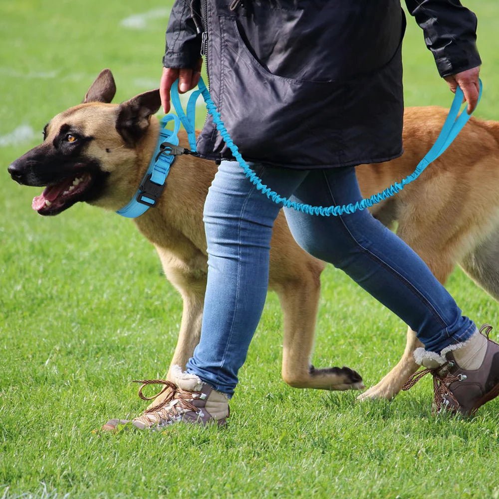 Collier pour chien de dressage | Vigicol™ - Je Promène Mon Chien