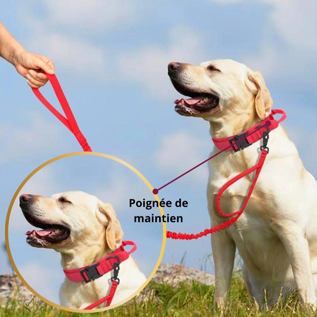 Collier pour chien de dressage | Vigicol™ - Je Promène Mon Chien