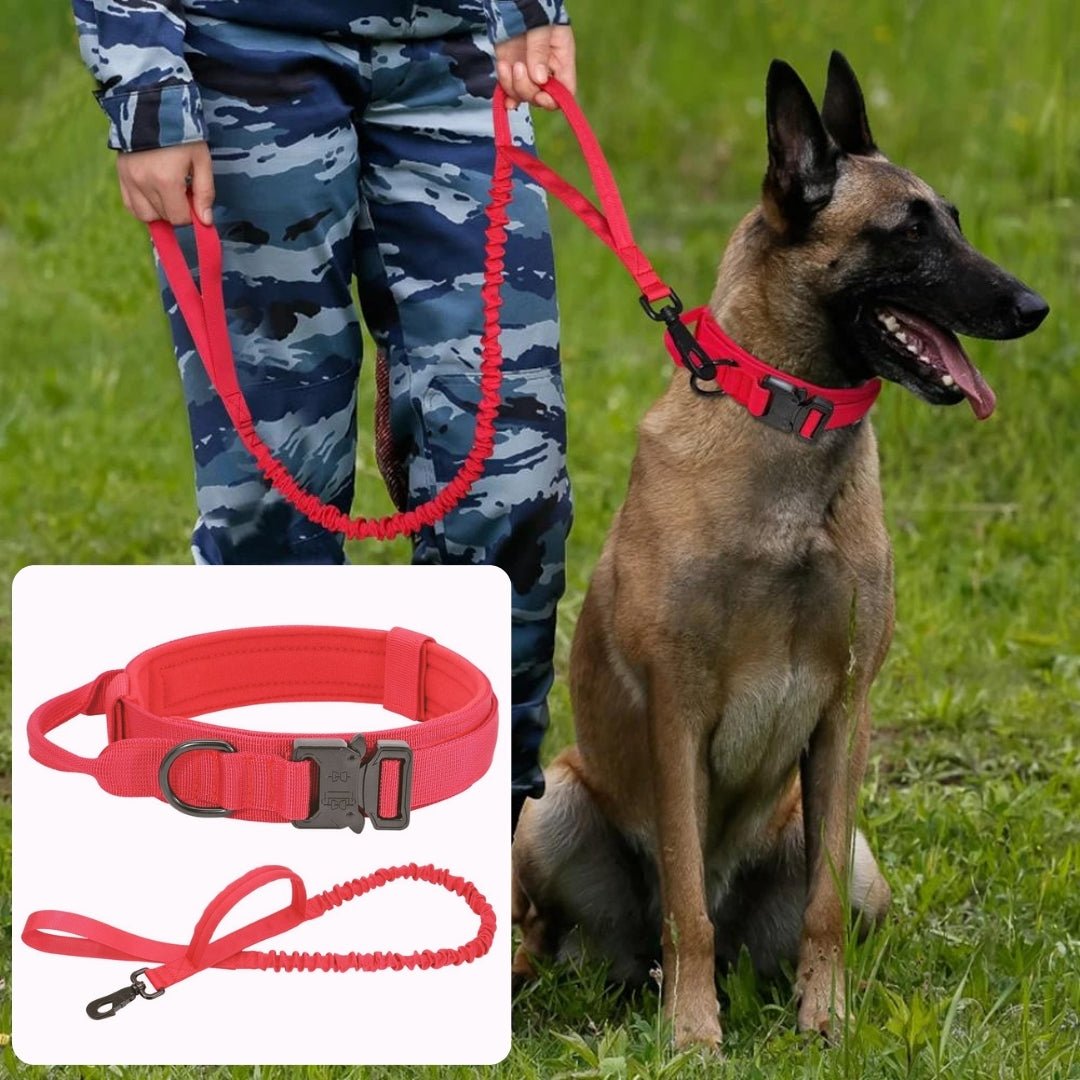 Collier pour chien de dressage | Vigicol™ - Je Promène Mon Chien