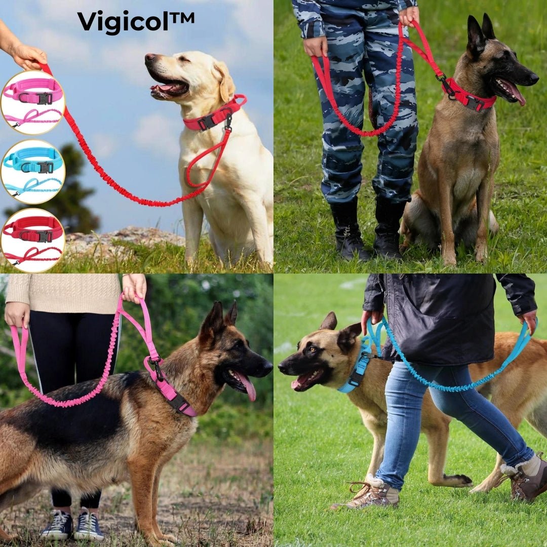 Collier pour chien de dressage | Vigicol™ - Je Promène Mon Chien