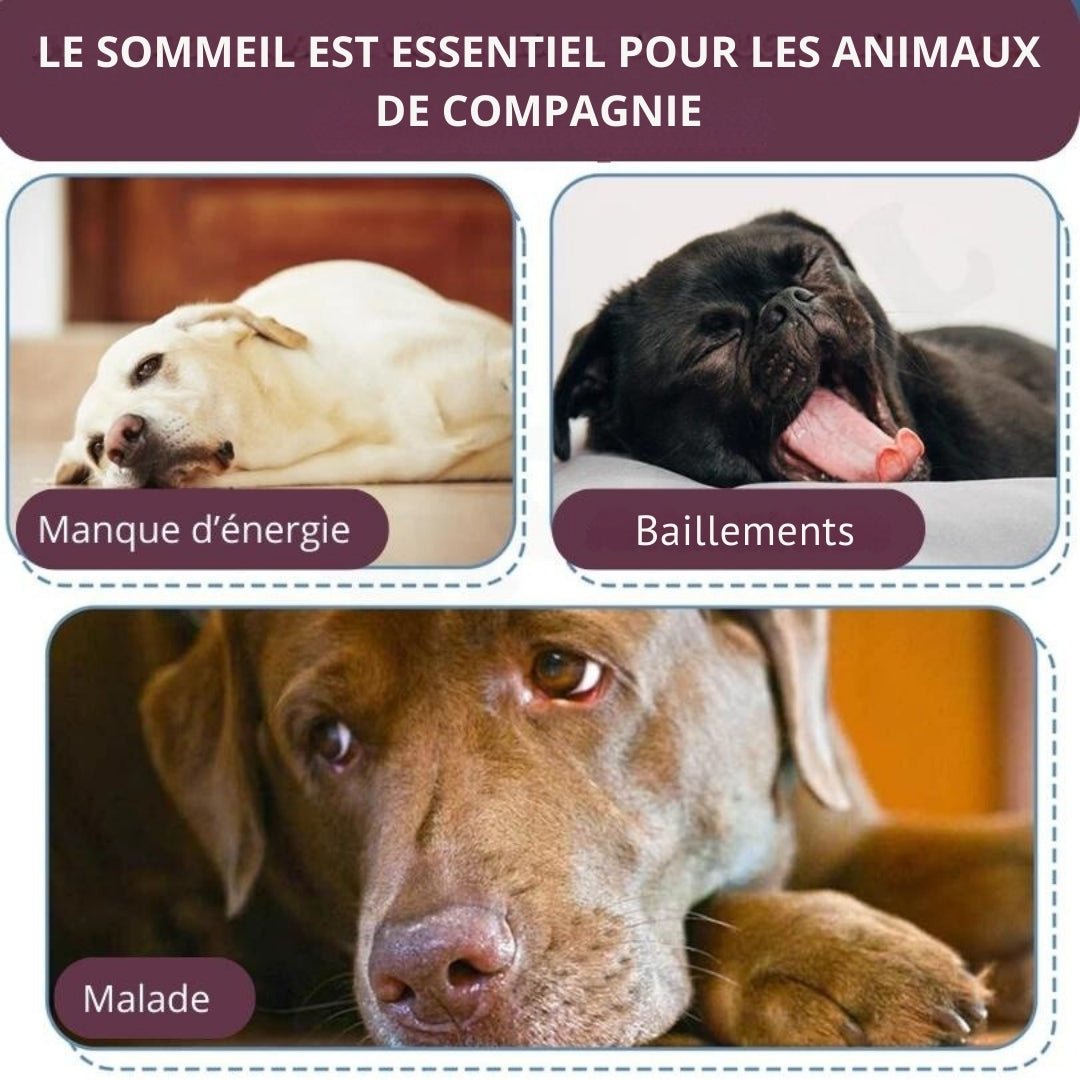 Coussin chien | Nidouillet™ - Je Promène Mon Chien