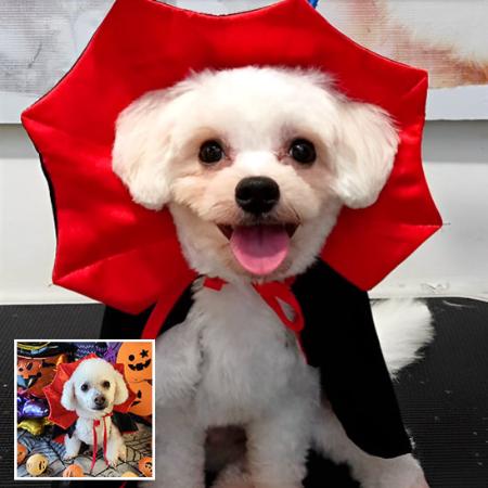 DEGUISEMENT POUR CHIEN - DRACULCHIEN™ - Je Promène Mon Chien