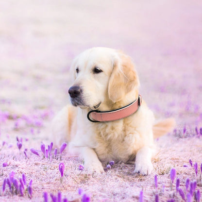 Collier chien | Confort Premium