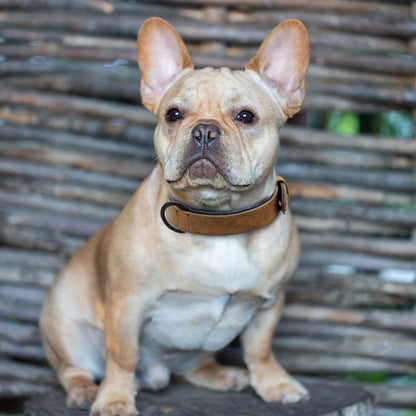 Collier chien | Confort Premium