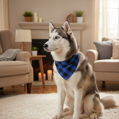 Husky élégant et son foulard chien bleu