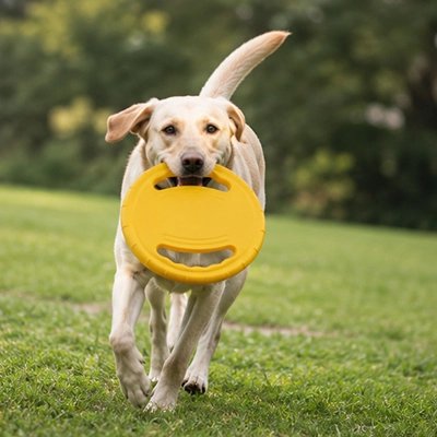 Frisbee chien jaune