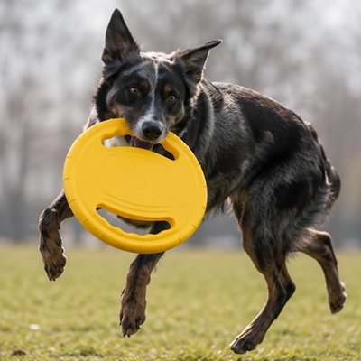 Frisbee chien réflexe