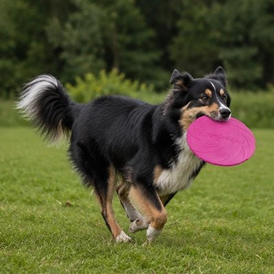 Frisbee chien rose