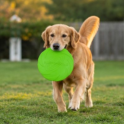Frisbee chien vert