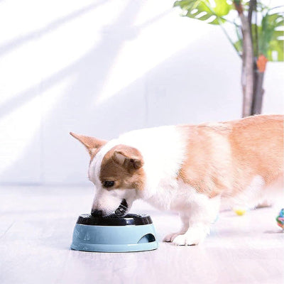 gamelle chien Canicar bleue petit chien mange