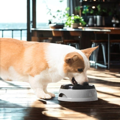 gamelle chien Canicar grise pour les vacances