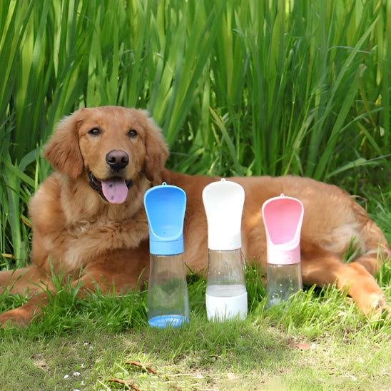gourde chien présentation