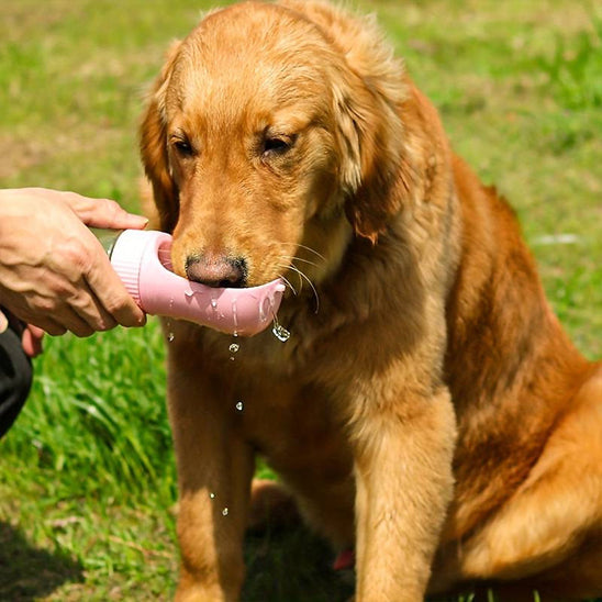 gourde chien rose hydratation
