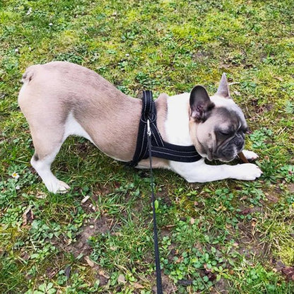 Harnais anti traction chien - Flanel™ - Je Promène Mon Chien