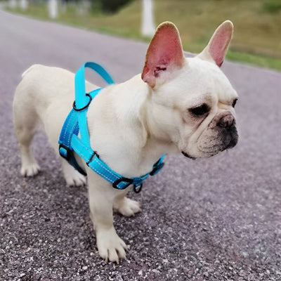 harnais anti traction chien flanel bleu chien dans la rue