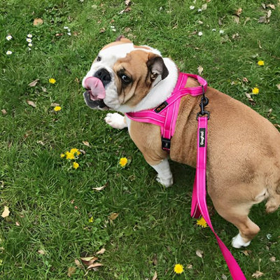harnais anti traction chien flanel rose chien au jardin