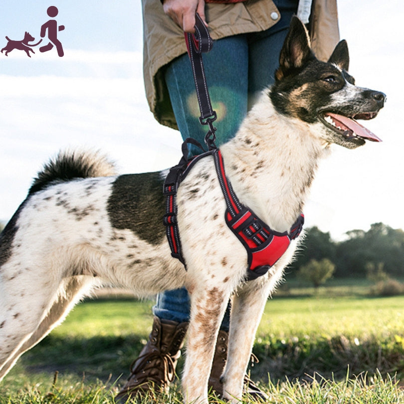 Le harnais chien anti traction SafeWalk à la campagne