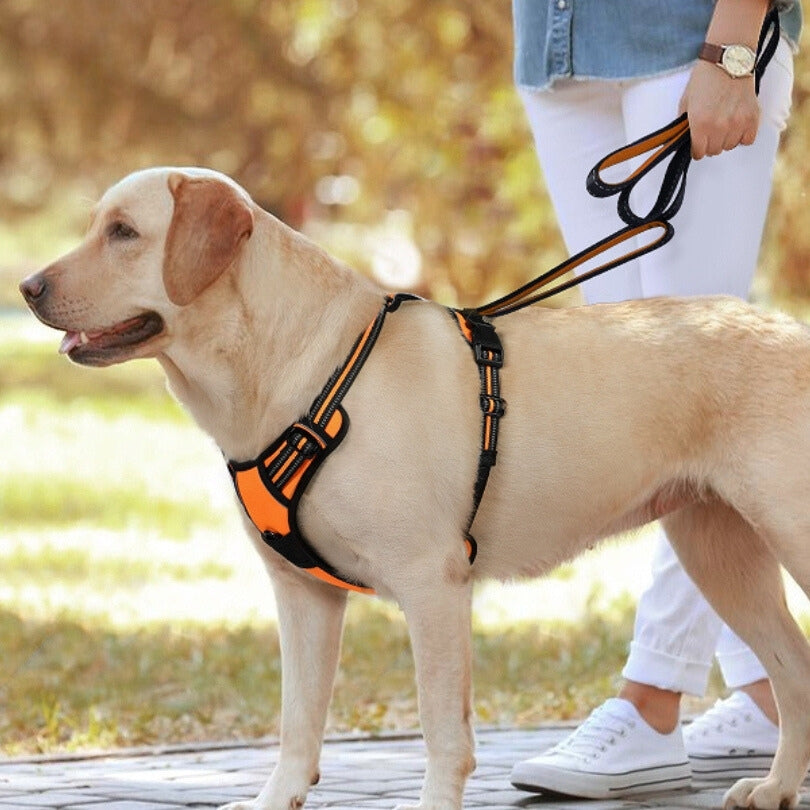 Harnais chien anti traction SafeWalk pour des promenades sécurisées
