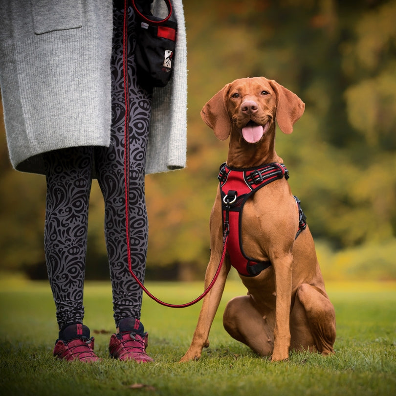 Harnais chien anti traction SafeWalk pour son bonheur