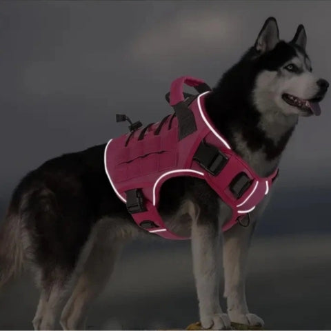 harnais chien confort securite le soir