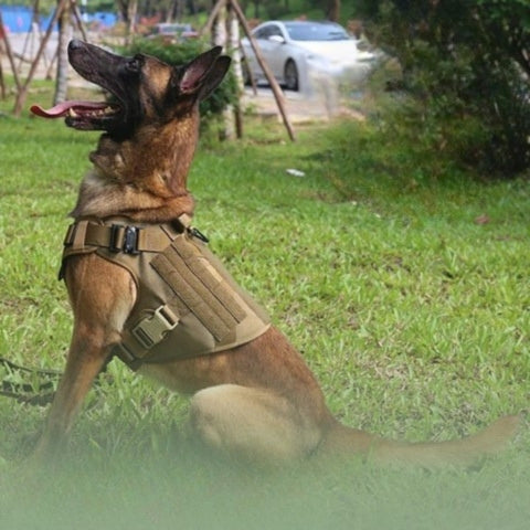 Harnais chien - MilitPack™