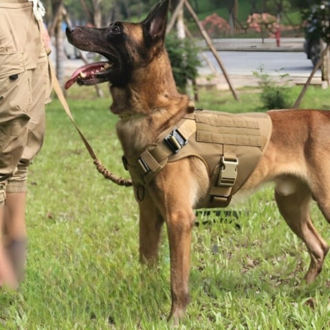Harnais chien - MilitPack™