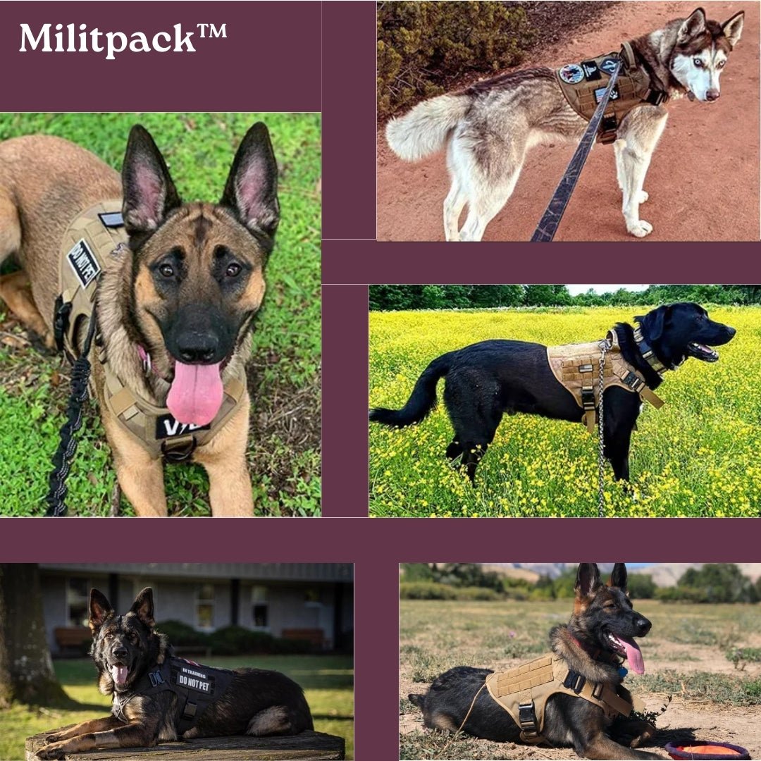 Harnais chien - Militpack™ - Je Promène Mon Chien