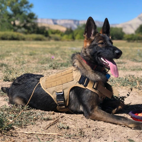 Harnais chien - Tactipack™