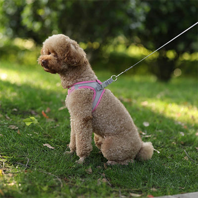 Harnais petit chien| Vivaflane™