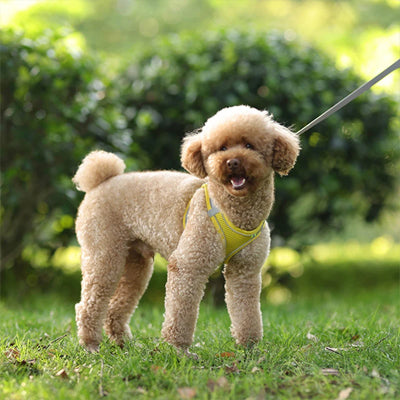 Harnais petit chien| Vivaflane™
