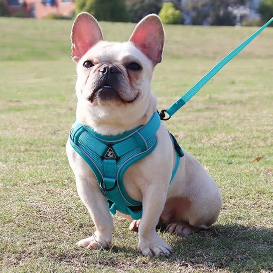 Harnais pour chien bleu ciel