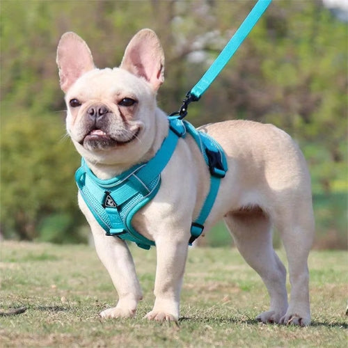 harnais pour chien bleu clair avec laisse