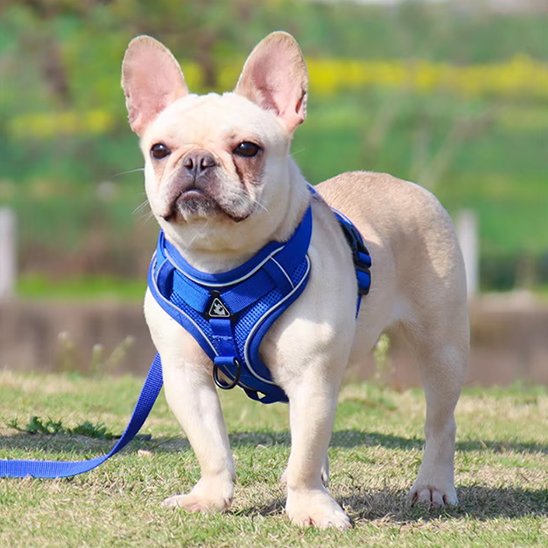 Harnais pour chien bleu vif
