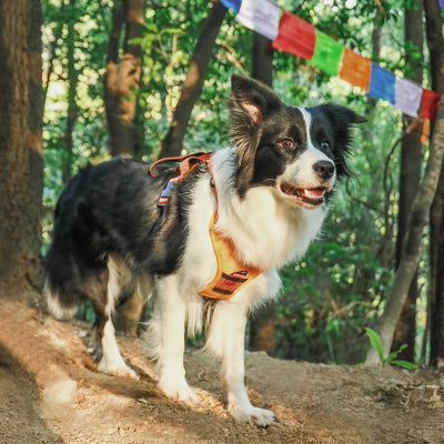 harnais pour chien canykit orange forêt