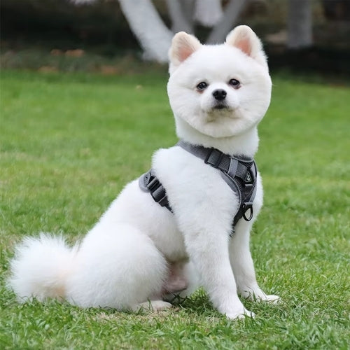 harnais pour chien gris elegant