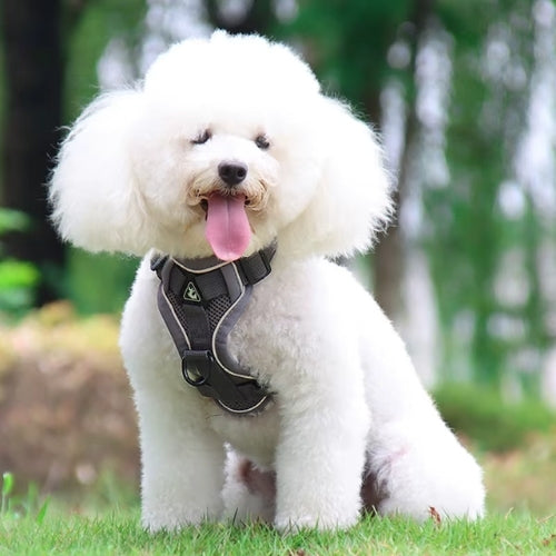 harnais pour chien gris foret