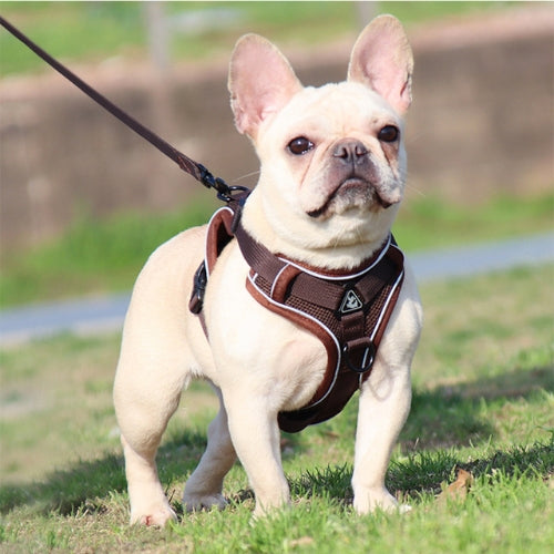 harnais pour chien marron promenade parc