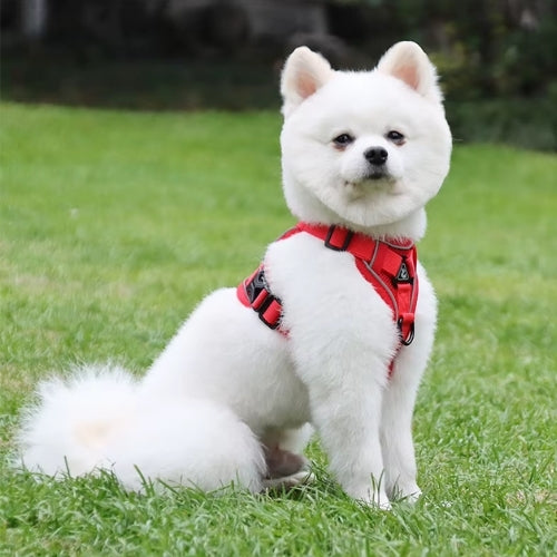 harnais pour chien rouge style