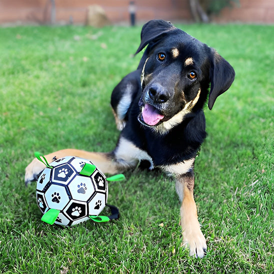 Balle pour chien | Dentaballe™