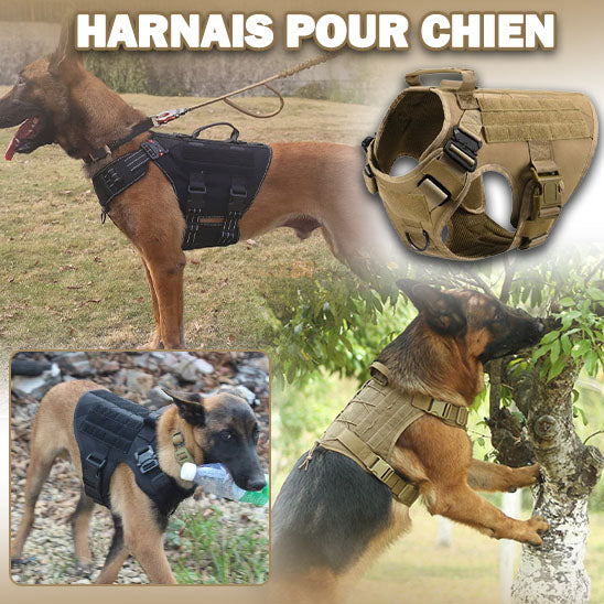 Harnais tactique chien | Vainqueur™