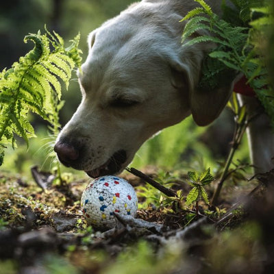 Jouet pour chien indestructible Ballemotive chien trouve balle en forêt