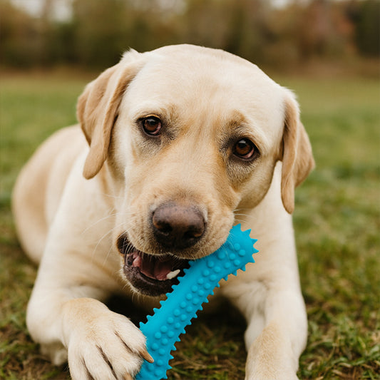 Jouet pour chien | Ultra-résistant