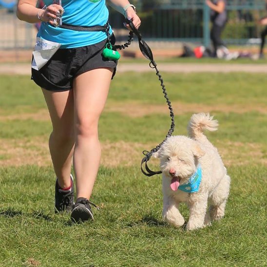 Laisse canicross jogging en liberté