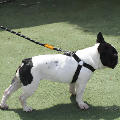Laisse chien | Promenade Sécurisée