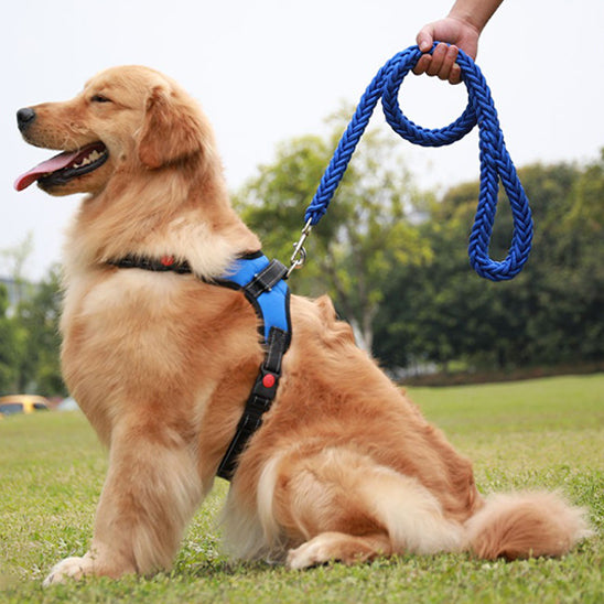 Laisse chien | Confort